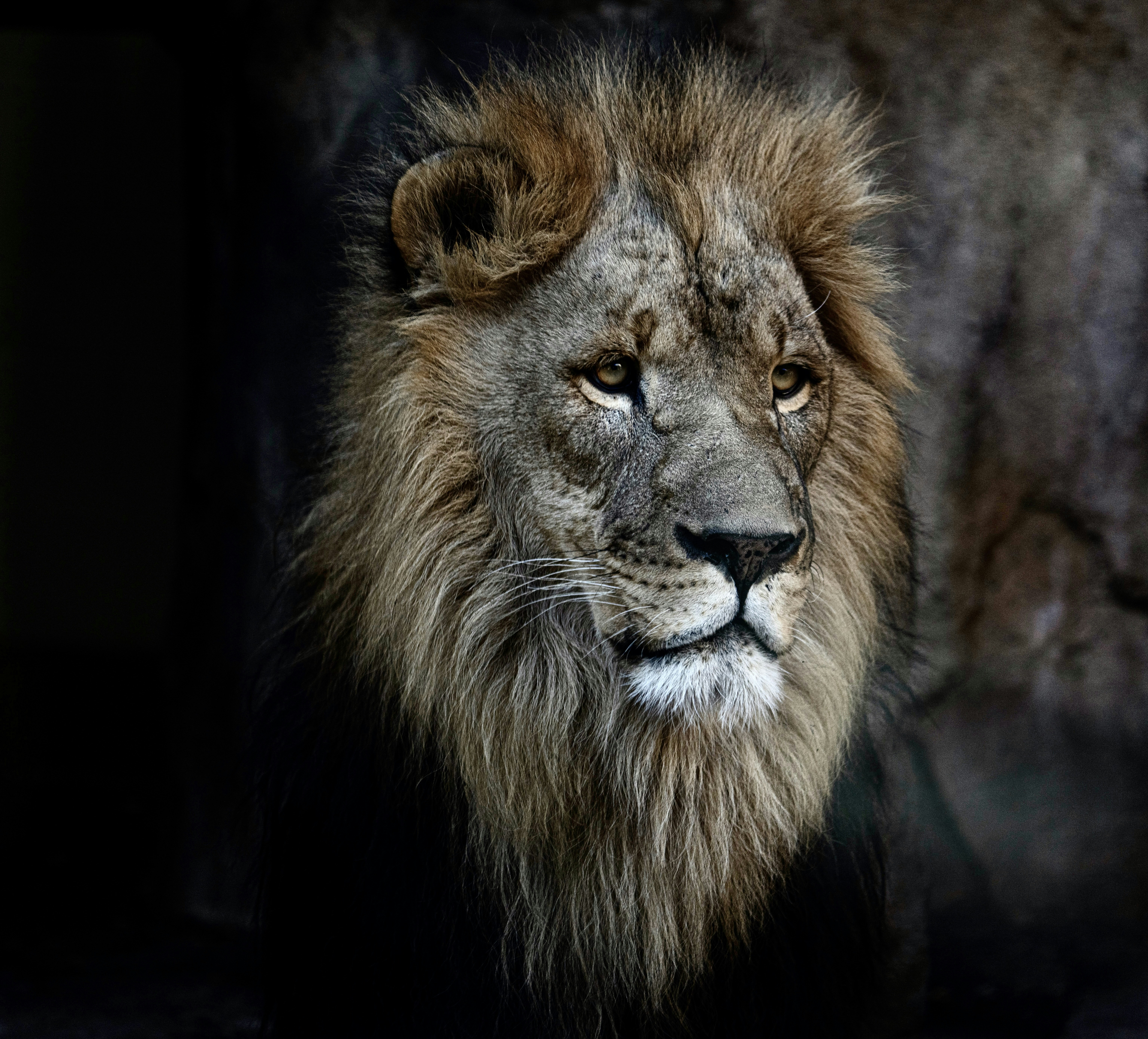 a close up of a lion with a black background