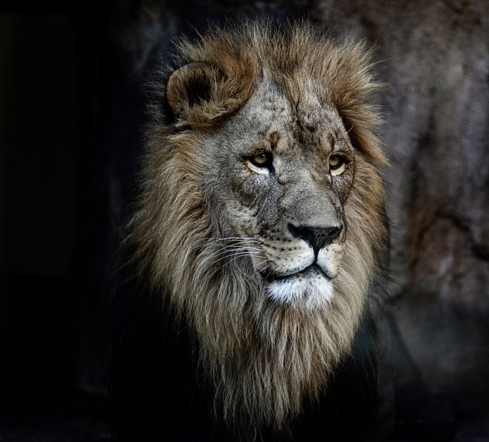 黒い背景を持つライオンの接写