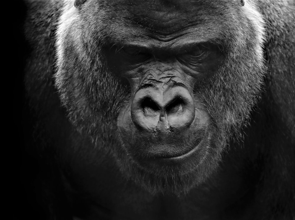 a black and white photo of a gorilla's face