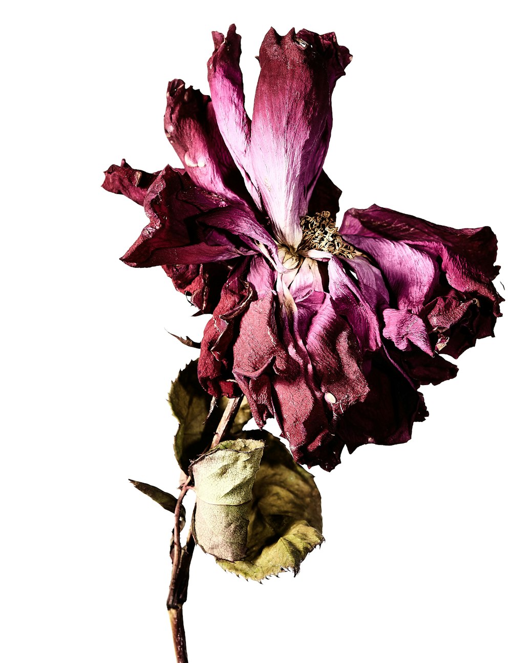 a close up of a flower on a white background