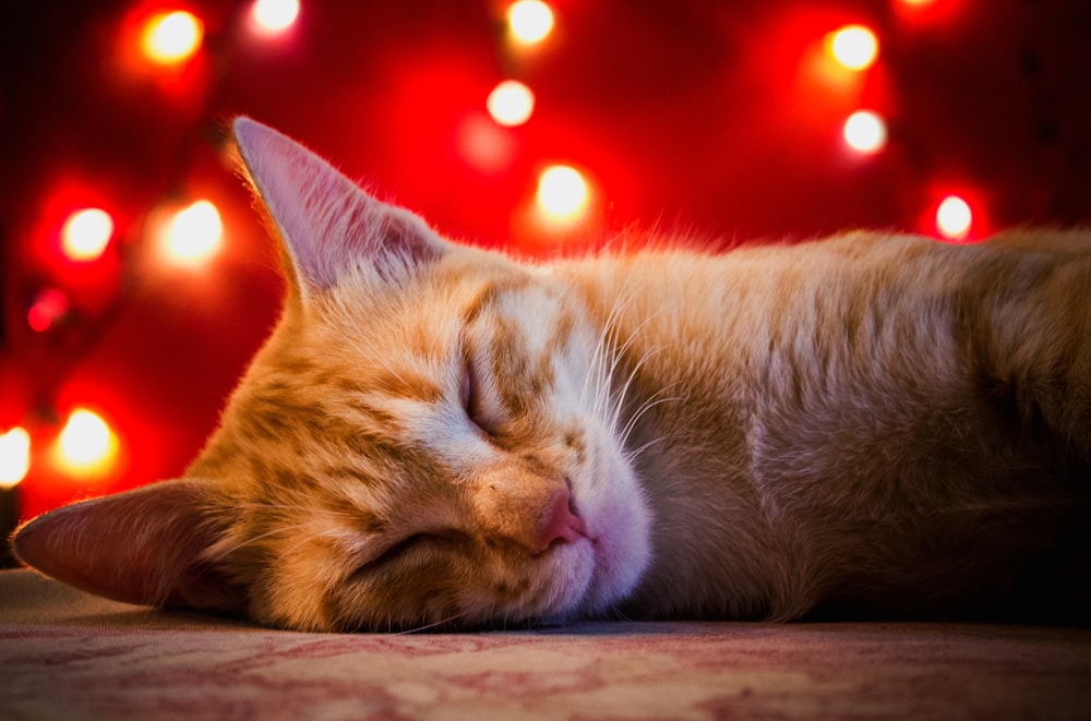 a cat sleeping on the floor with its eyes closed