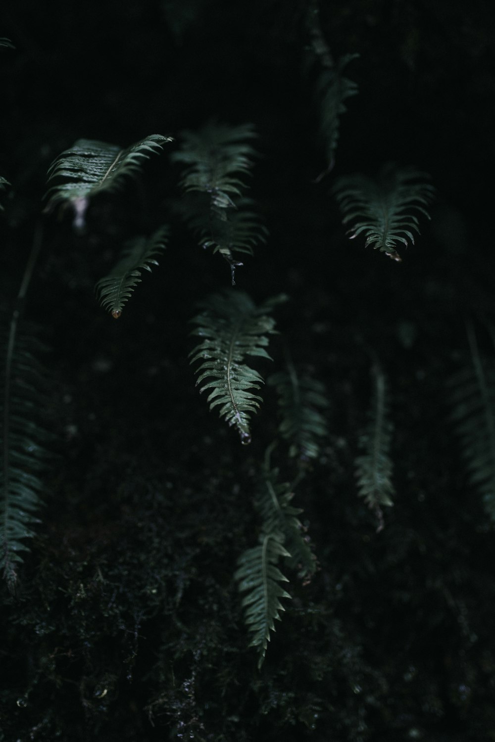 um close up de um monte de plantas no escuro