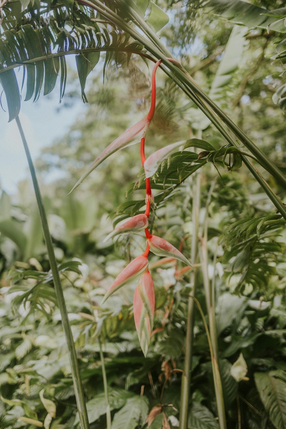 Un fiore rosso appeso a un albero in una foresta