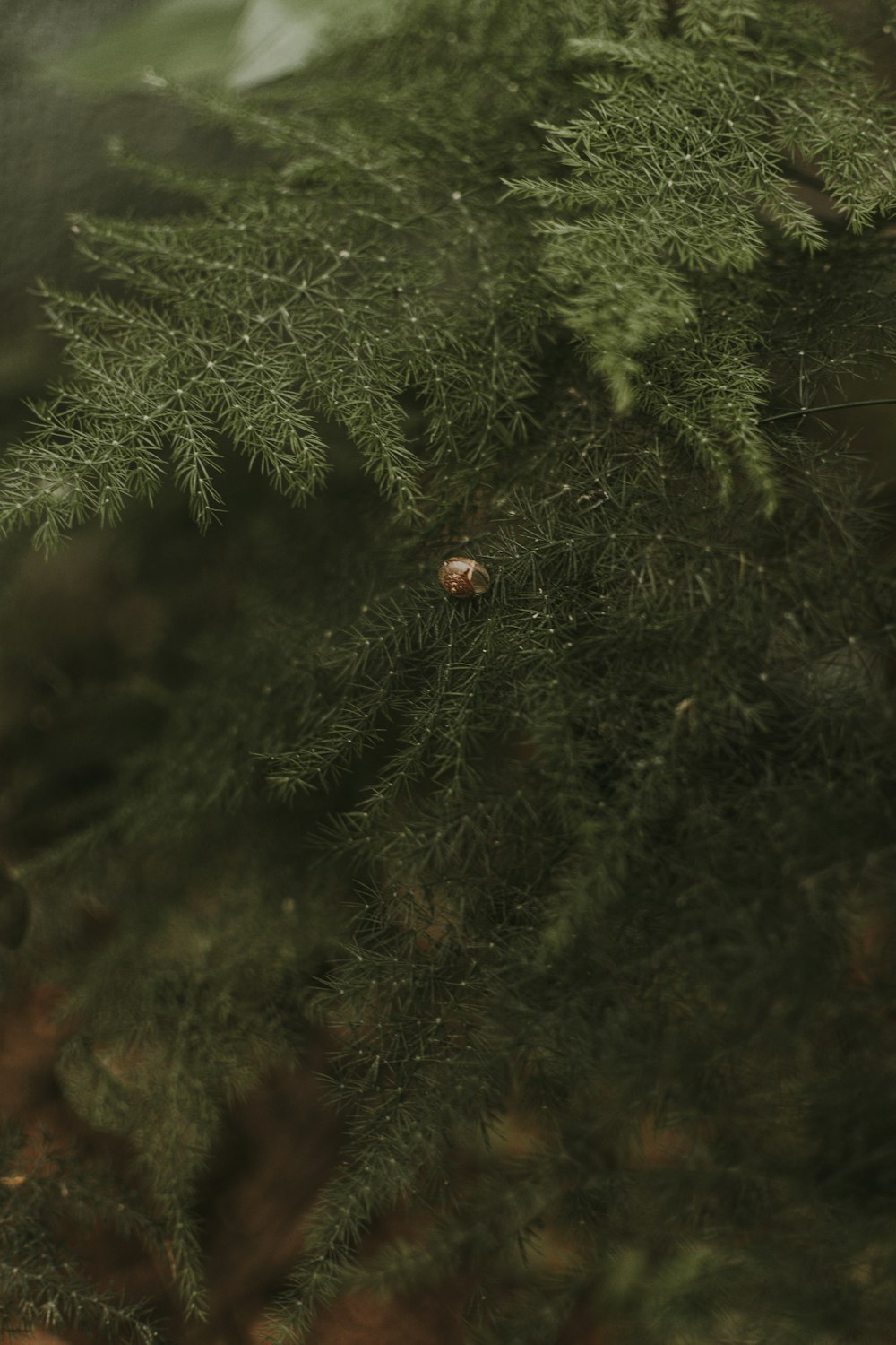 a close up of a pine tree with a bug on it