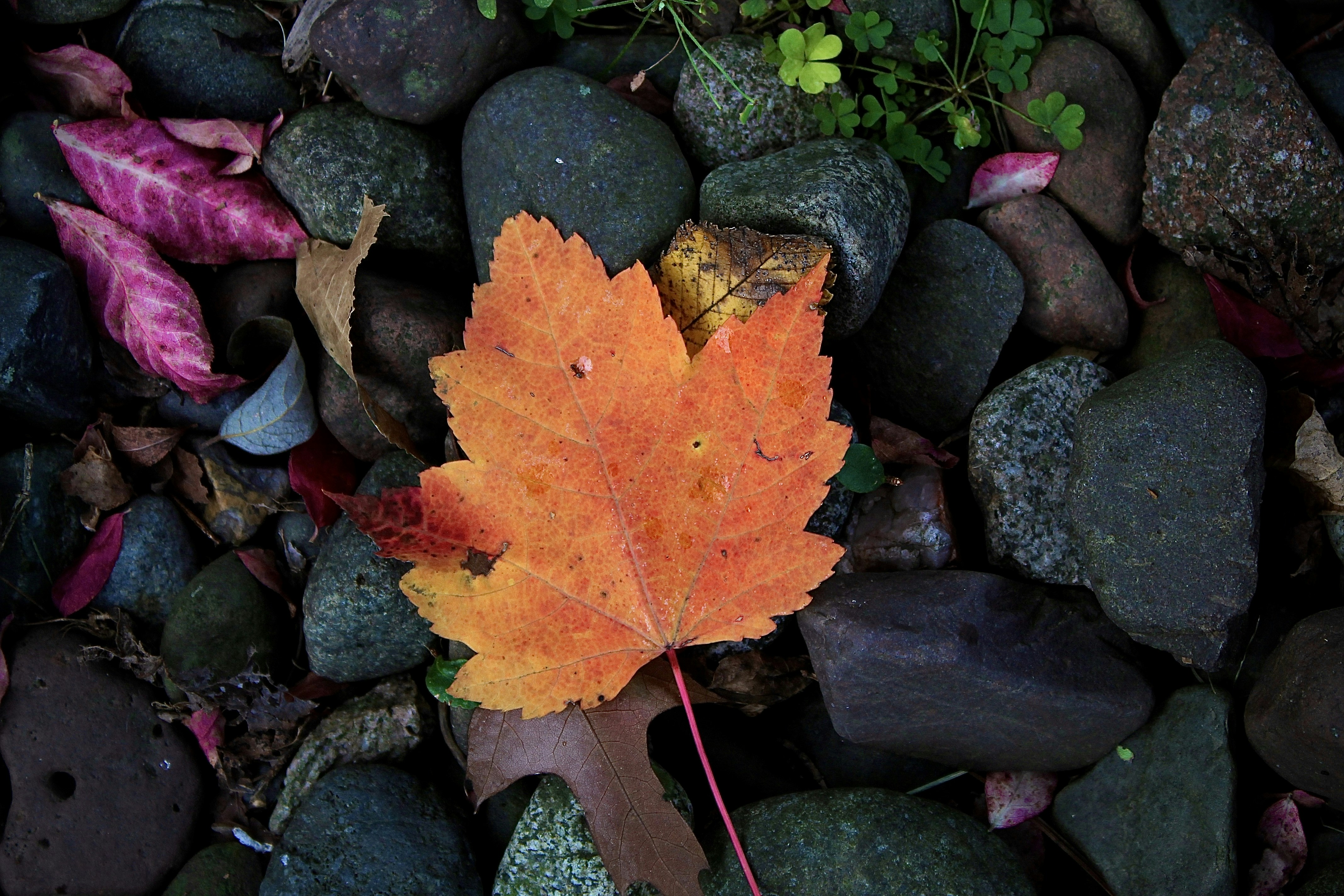Photo by joyflowerphotography