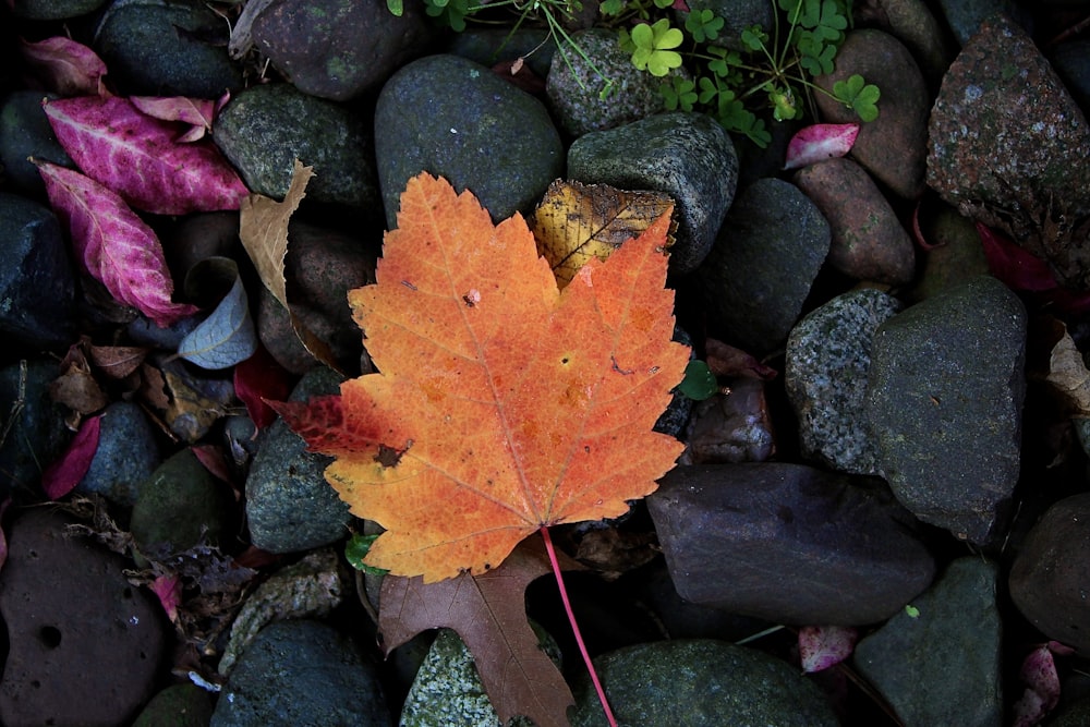 a single leaf is laying on some rocks