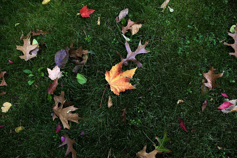 a bunch of leaves that are laying on the ground