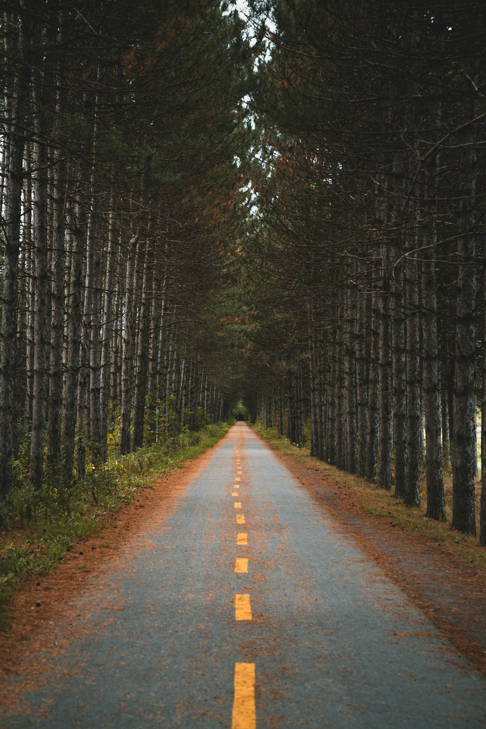 an empty road in the middle of a forest