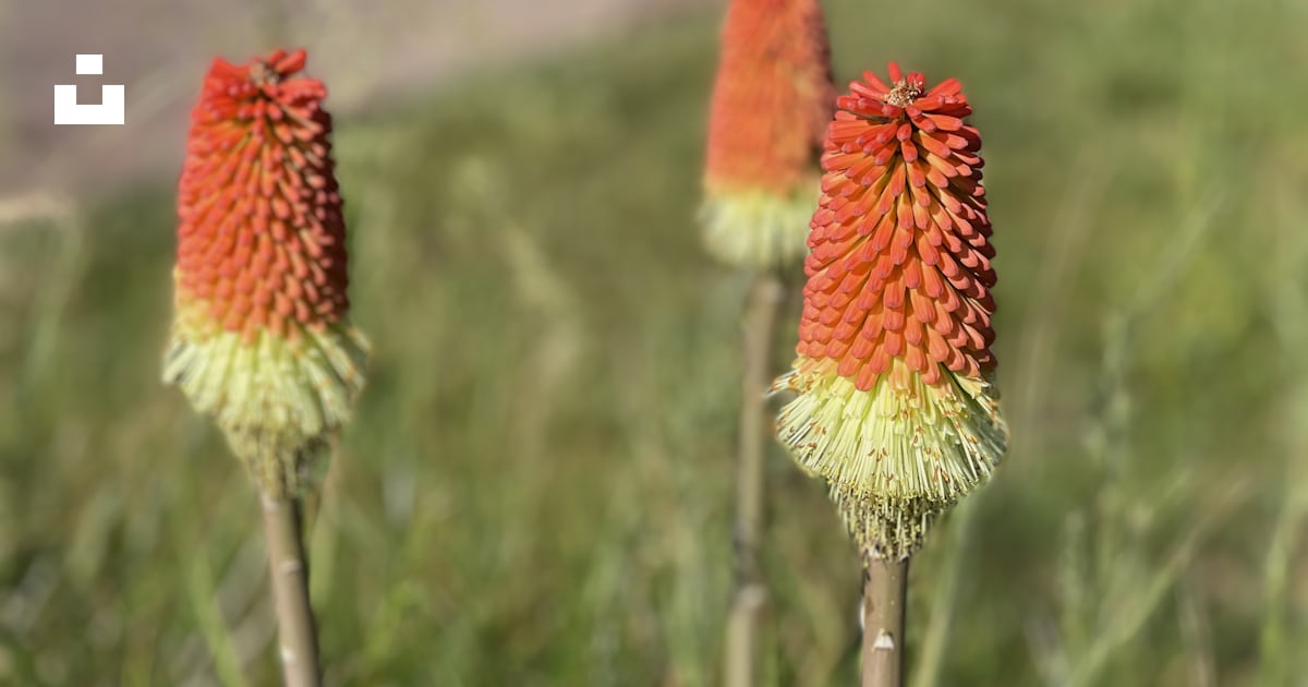 Trois fleurs rouges et jaunes dans un champ photo – Photo Plante ...
