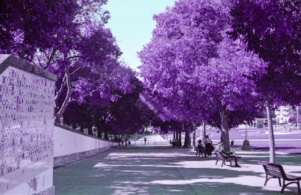 a park filled with lots of purple trees