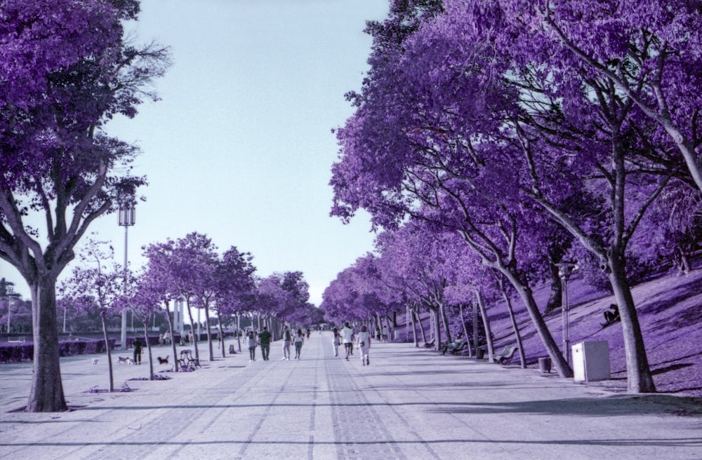 a street lined with purple trees in the middle of a park