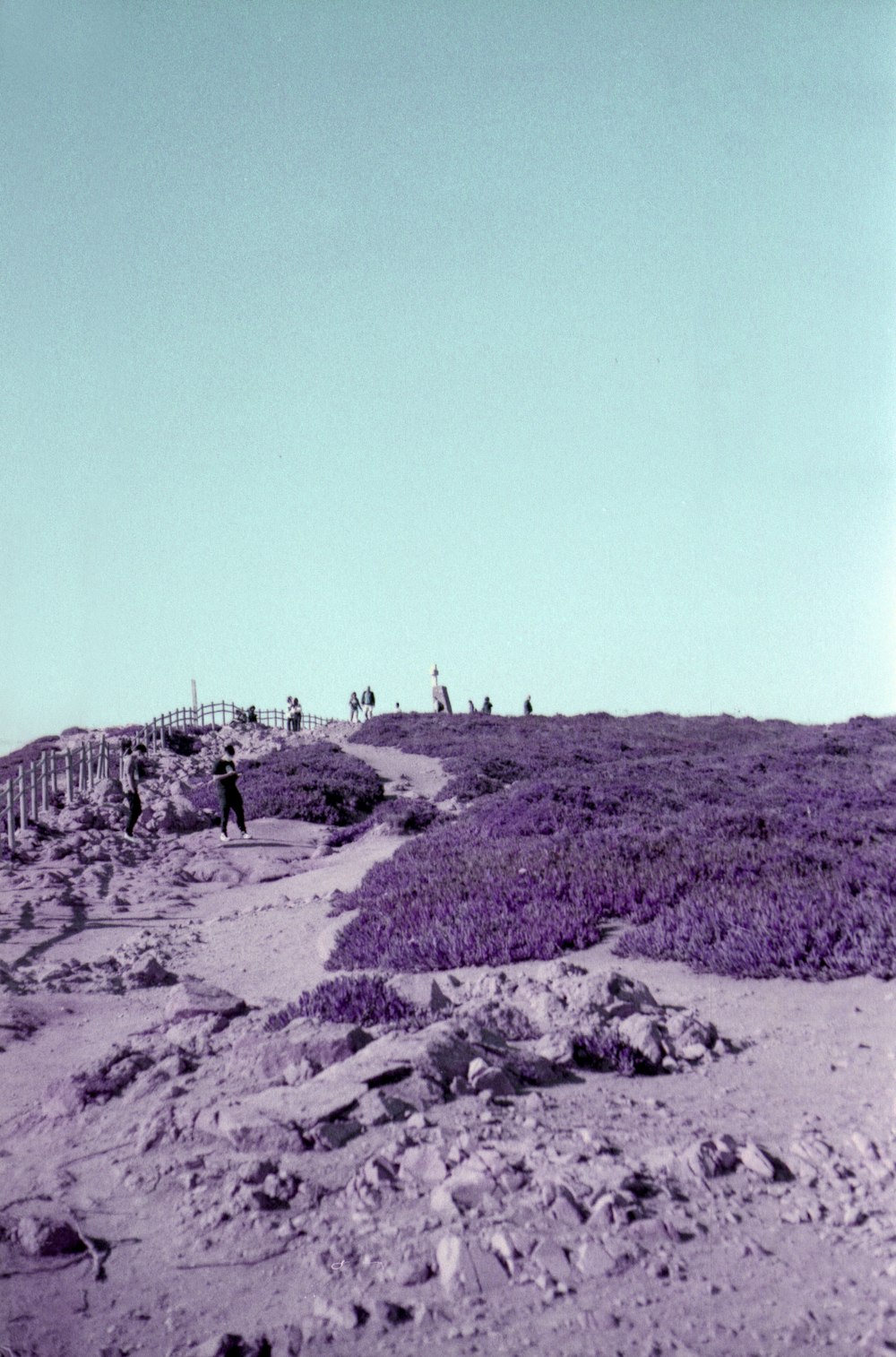 a group of people standing on top of a purple hill