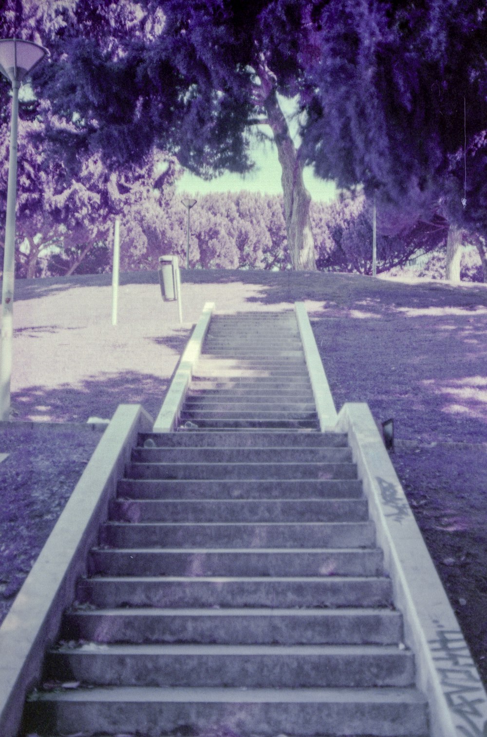 a set of stairs leading up to a tree