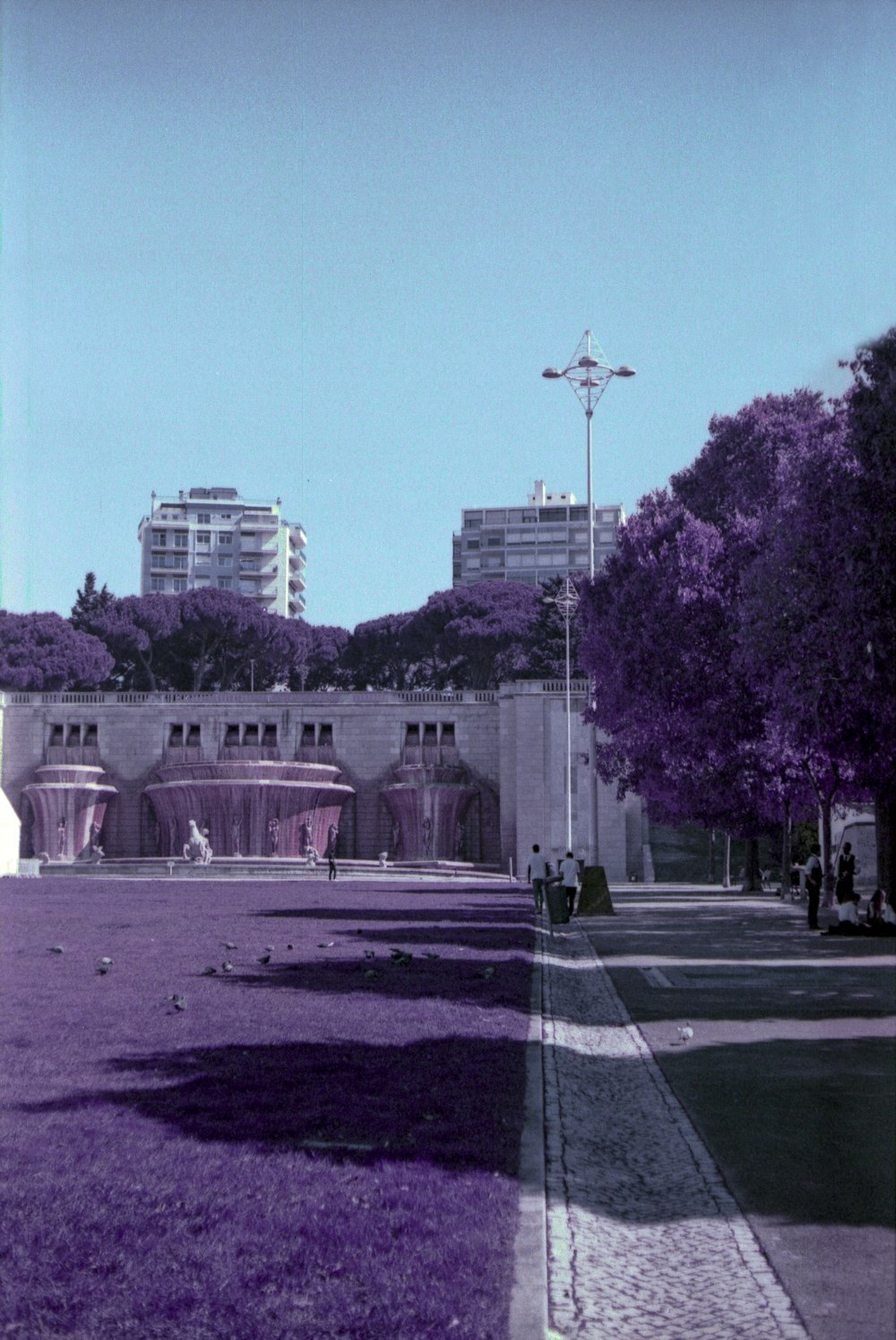 a park with purple grass and tall buildings in the background