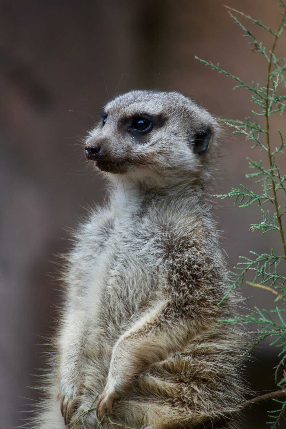 a small meerkat standing on its hind legs