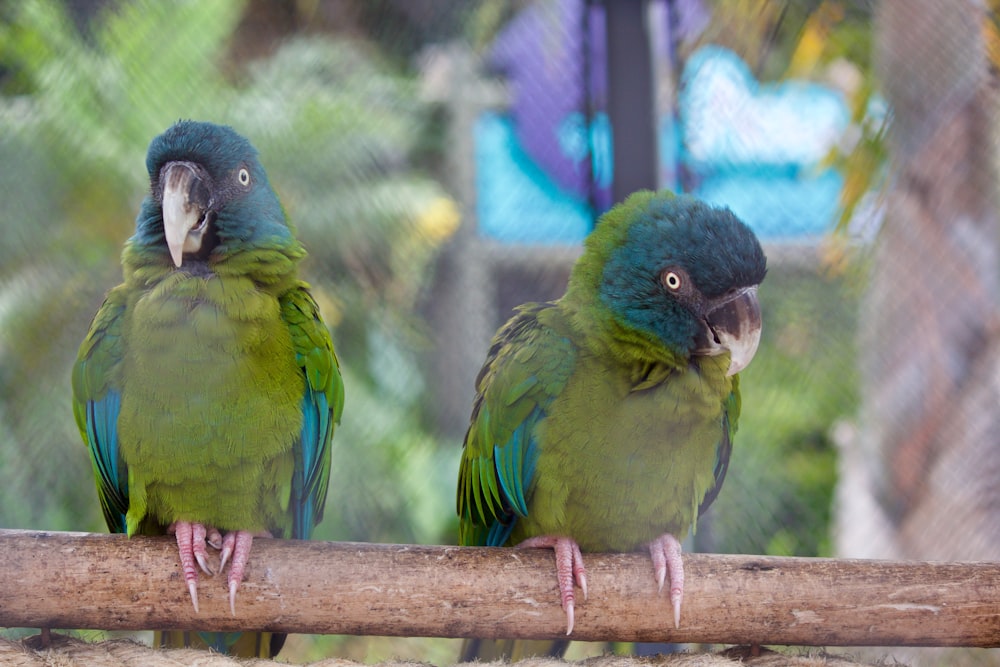 two green parrots sitting on a tree branch
