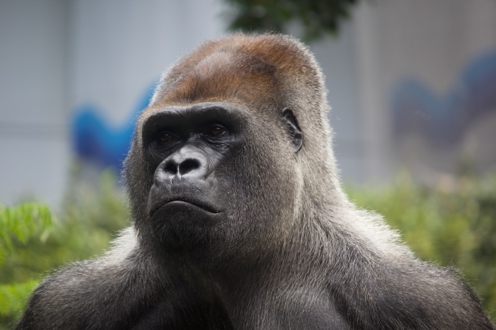 Un primo piano di un gorilla con uno sfondo sfocato