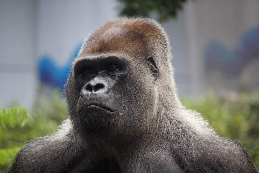 a close up of a gorilla with a blurry background