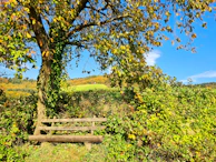 A wooden bench under a large tree along one of our peaceful walking trails.
