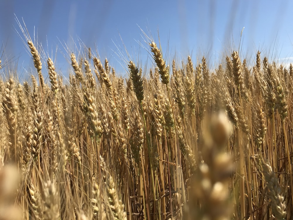 a field of ripe wheat ready to be harvested