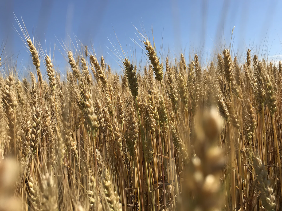 Golden wheat field ready for harvest