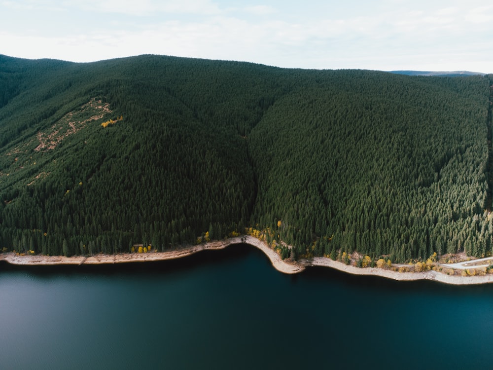 a large body of water surrounded by a forest