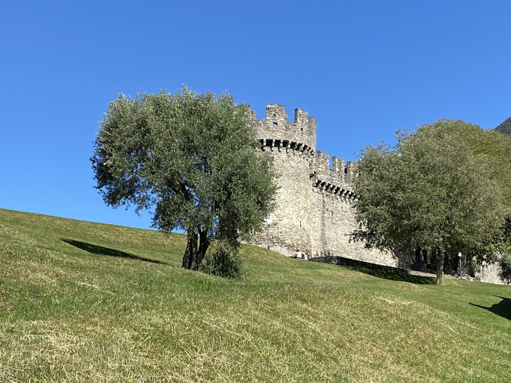 a castle with a tree in front of it