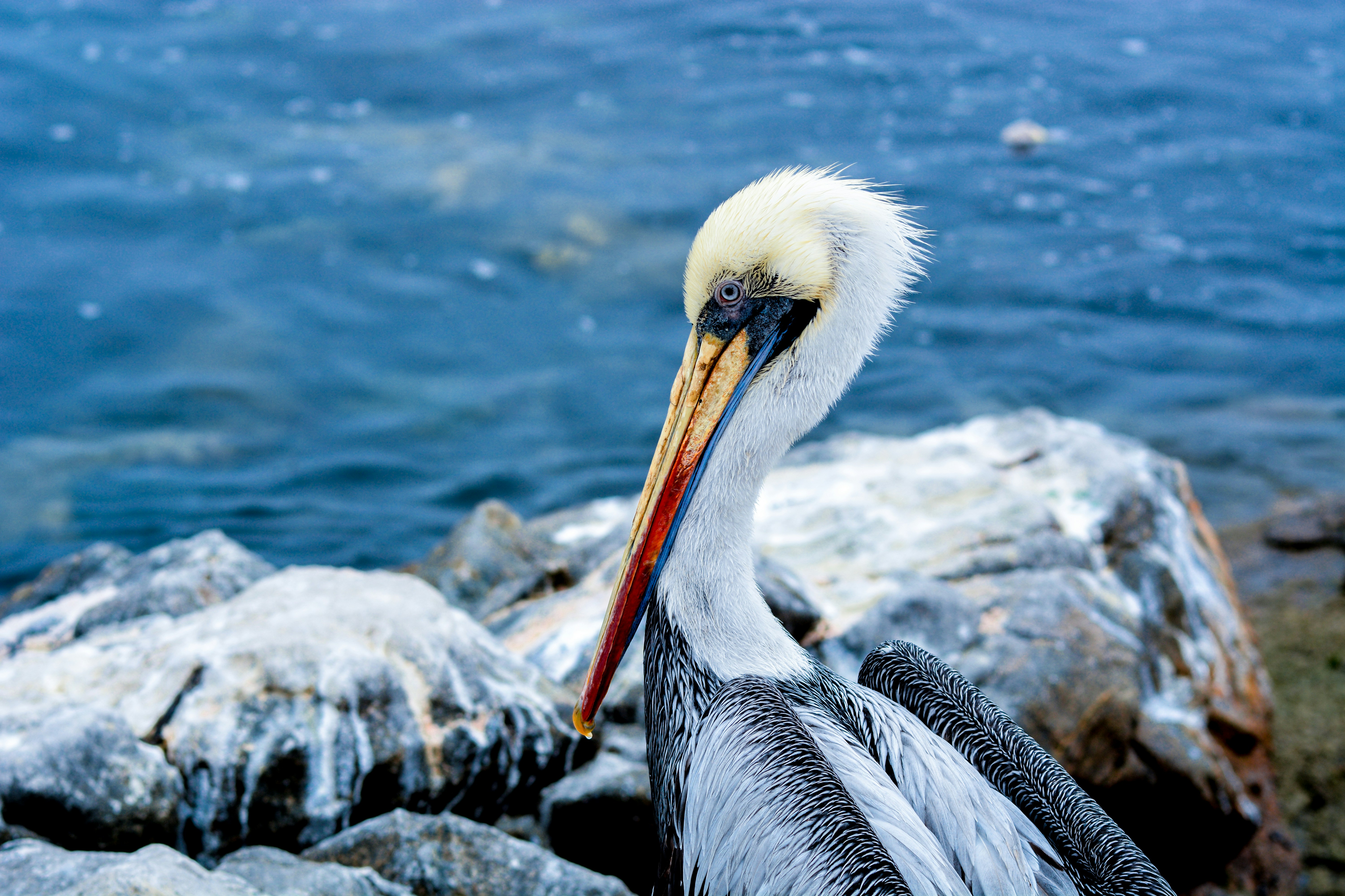 Photo by fabricioriveram