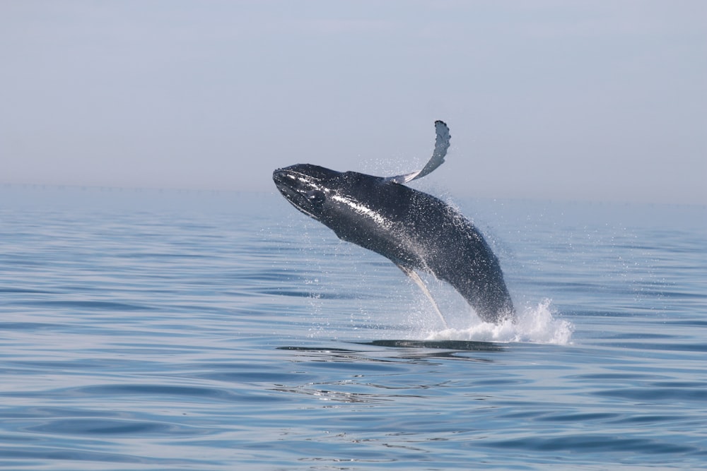 a whale jumping out of the water