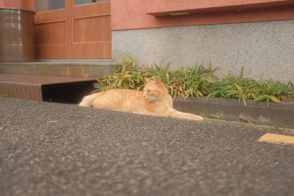건물 앞 땅에 누워 있는 주황색 고양이