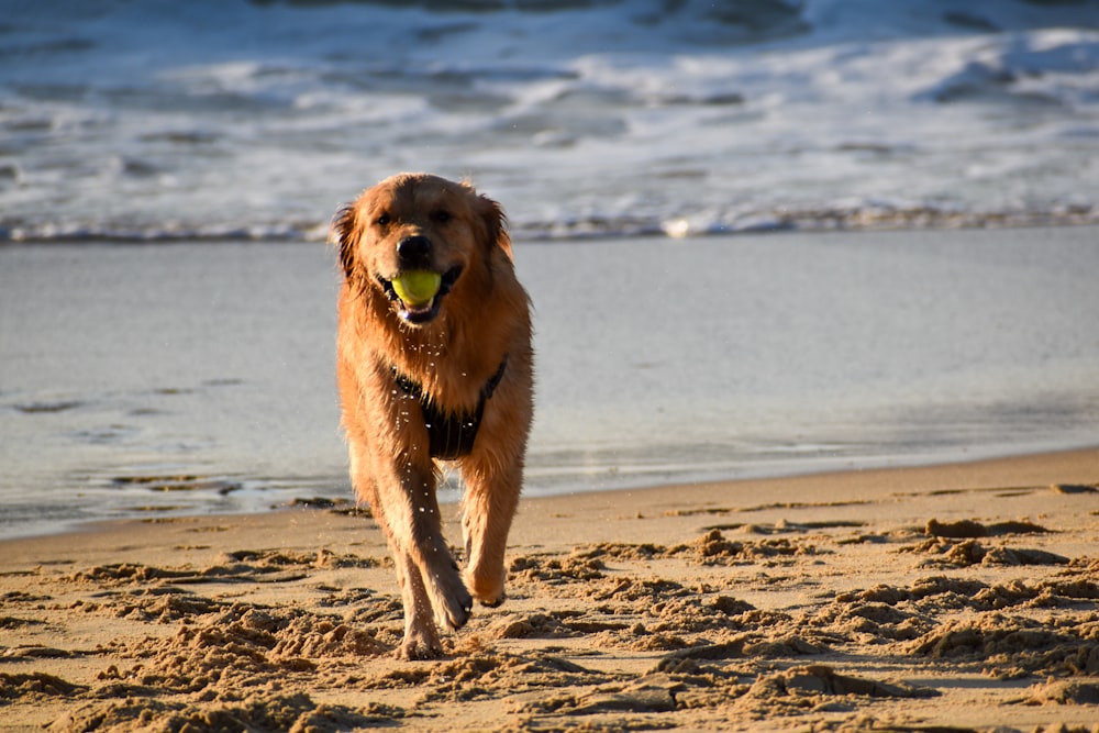 a dog running on the beach with a tennis ball in its mouth