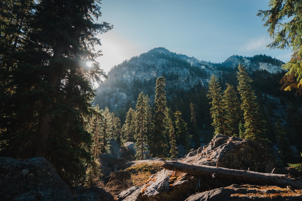 the sun shines through the trees in the mountains