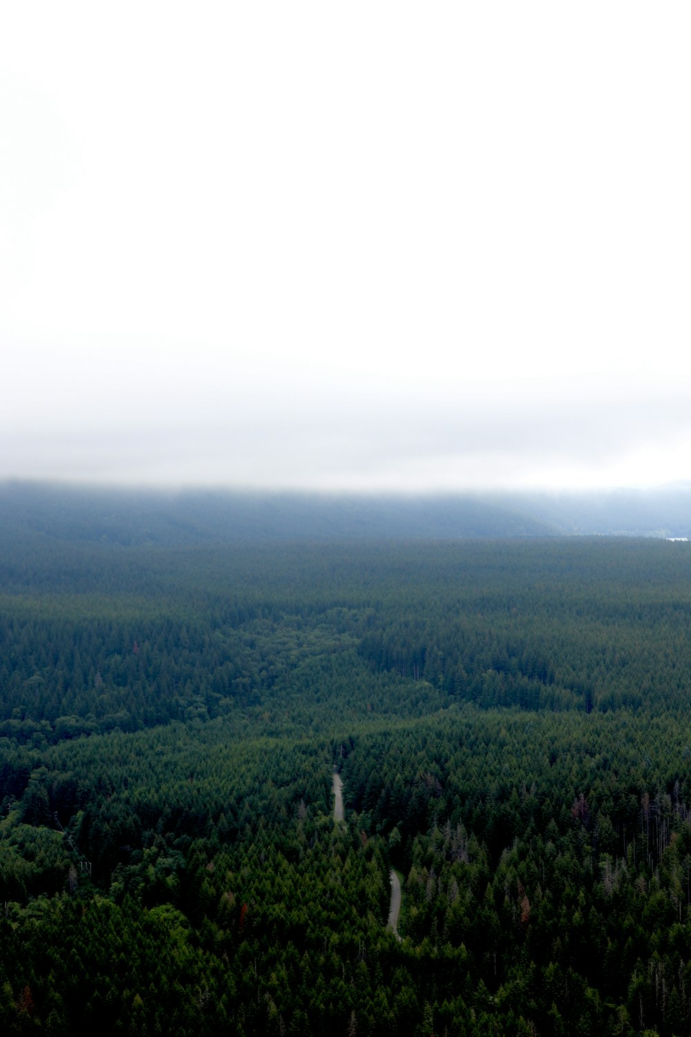 a view of a forest from a plane