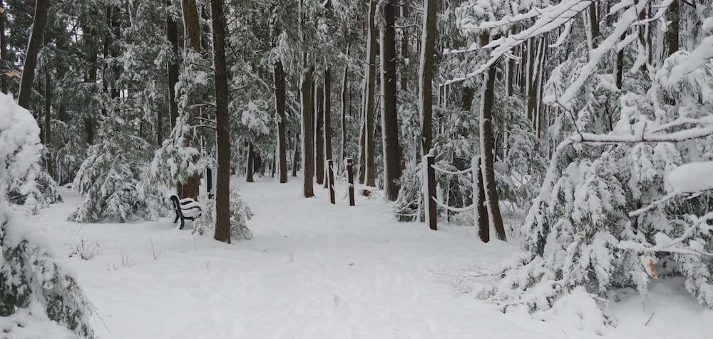 a snow covered forest with a bench in the middle of it