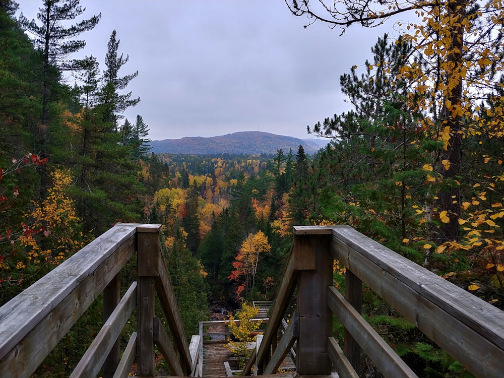 a wooden walkway leading to a forest filled with trees