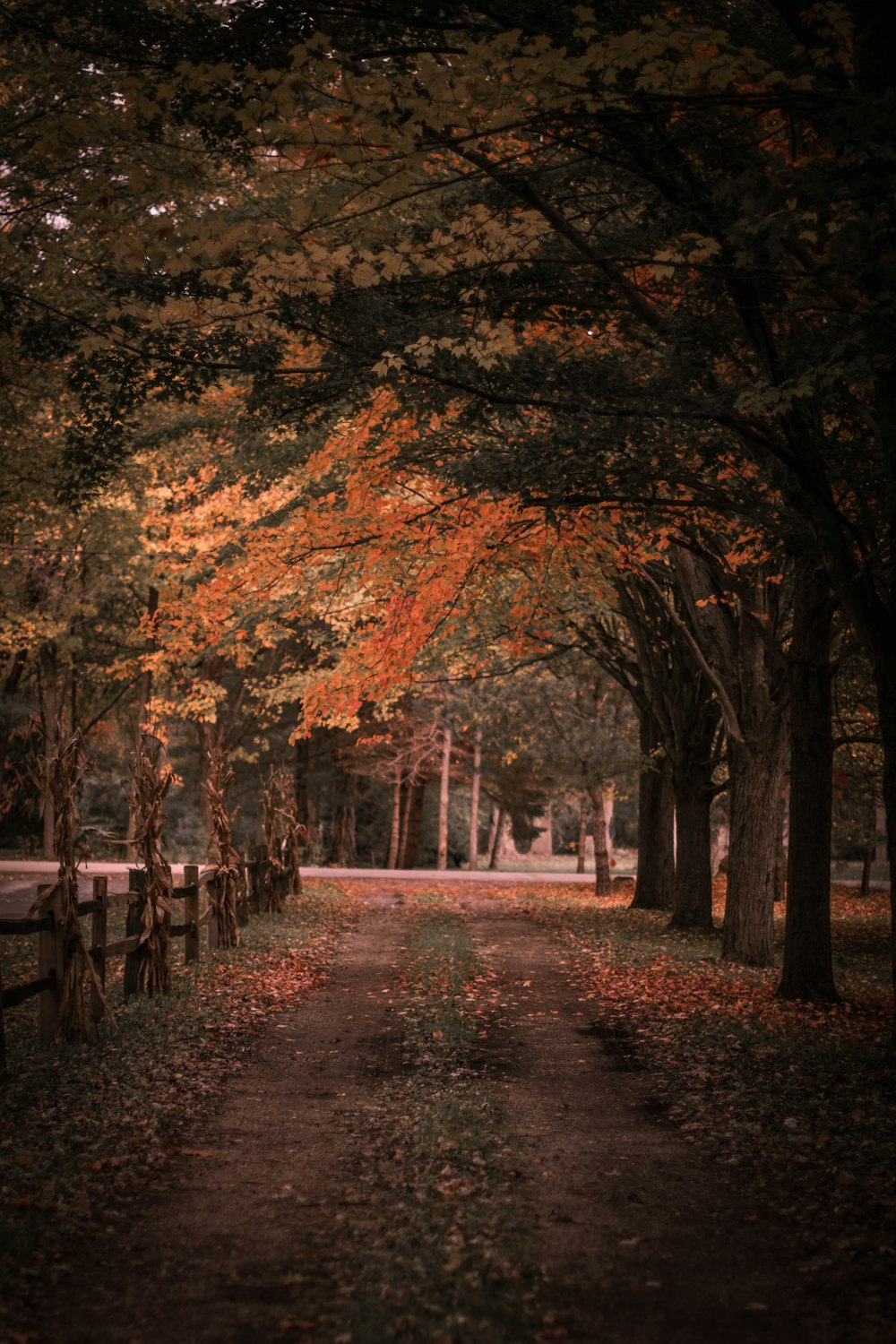 a dirt road surrounded by trees with leaves on the ground