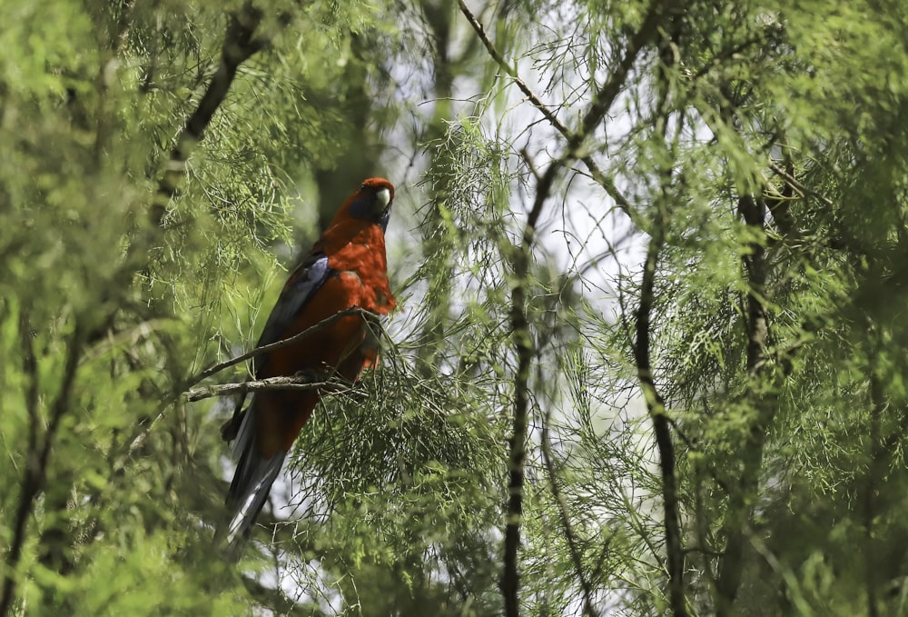 a red and black bird sitting on a tree branch