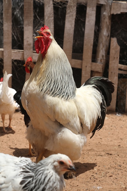 A large rooster with black and white feathers stands prominently in a dirt-floored enclosure, surrounded by a wooden fence and other chickens in the background.