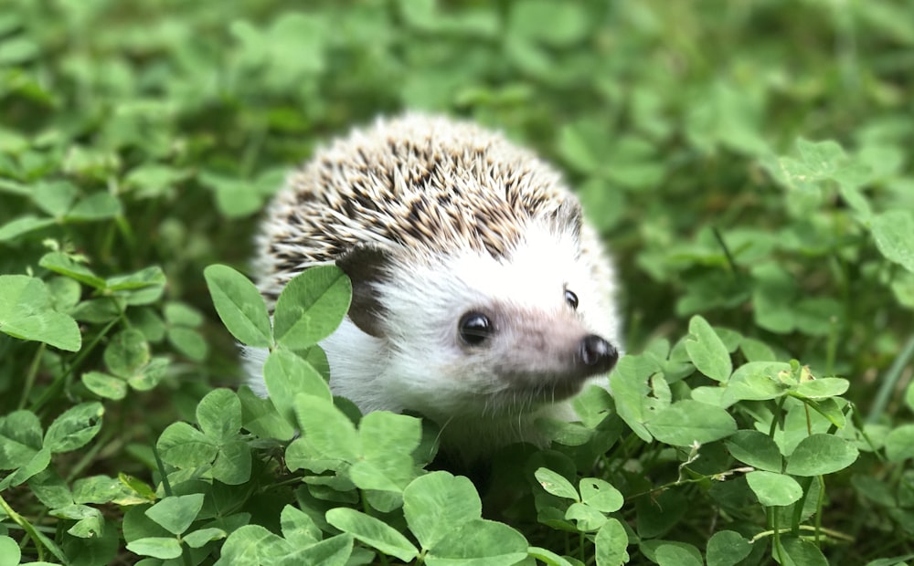 a small hedge walking through a lush green field