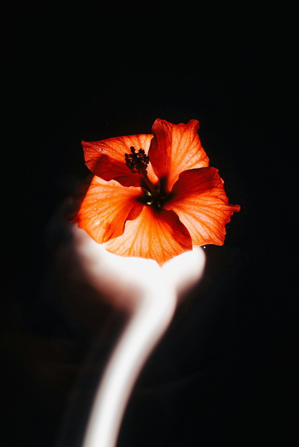 a flower that is sitting in the dark