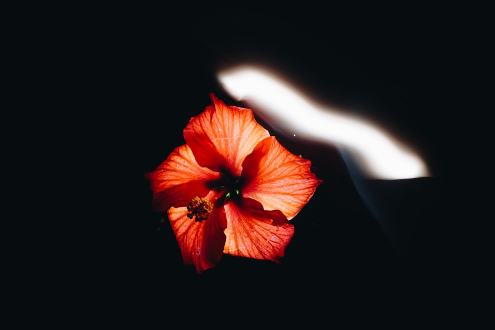 a flower that is sitting in the dark