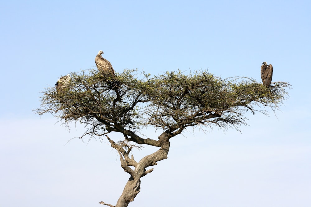 Dos grandes pájaros encaramados en lo alto de un árbol
