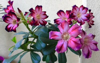 Adenium Desert Rose India — Caudex Succulent Complete Guide
