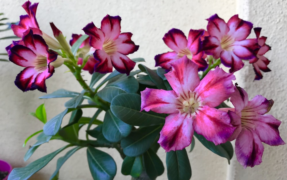 a vase filled with purple flowers next to a wall