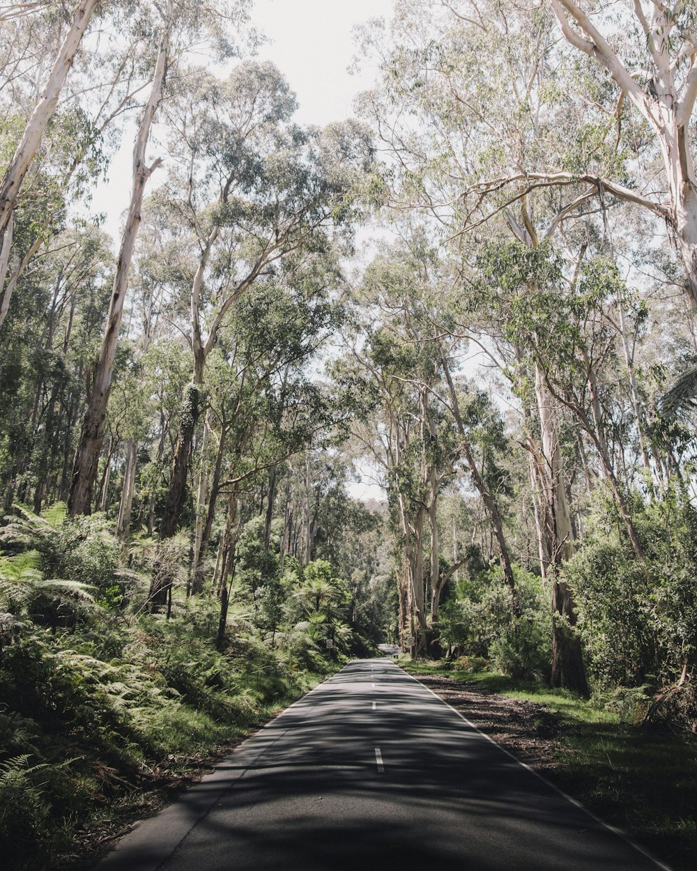 an empty road surrounded by trees and bushes