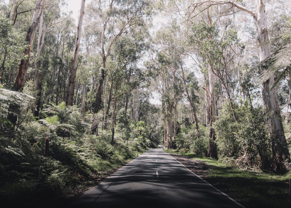 a road in the middle of a lush green forest