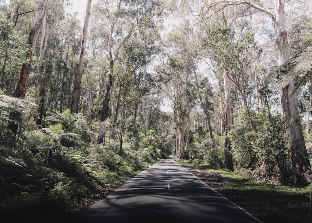 Une route au milieu d’une forêt verdoyante