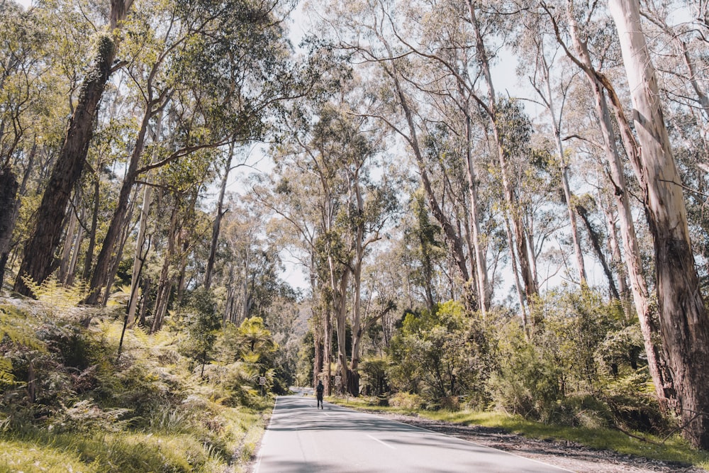 un arbre sur le bord d’une route