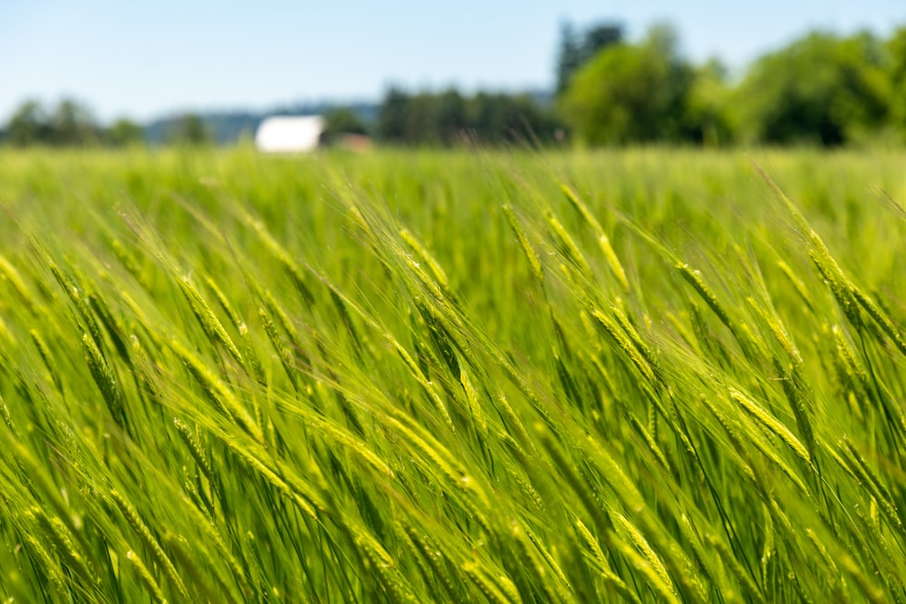 a field of green grass with trees in the background