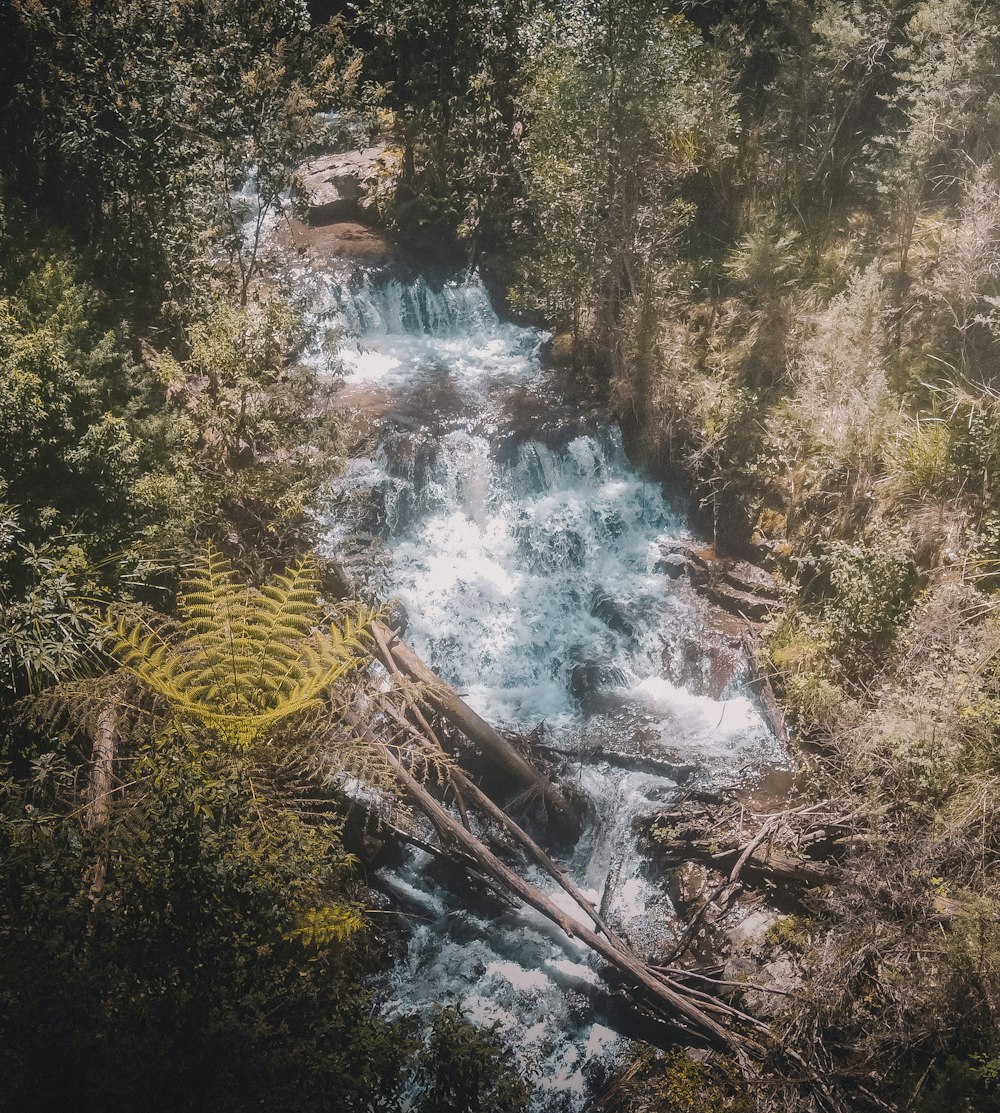 a river running through a lush green forest